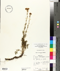 Jacobaea adonidifolia image