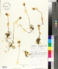 Senecio pectinatus image