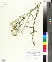 Sericocarpus linifolius image