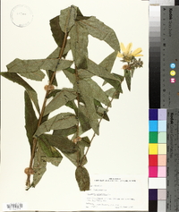 Silphium asteriscus image