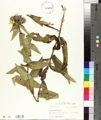 Silphium asteriscus image