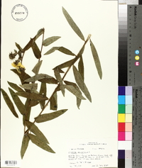 Silphium asteriscus image