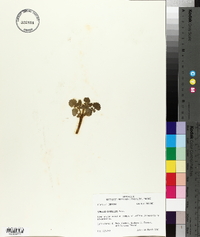 Packera glabella image