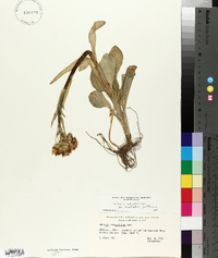 Senecio integerrimus var. exaltatus image