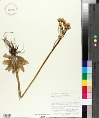 Senecio integerrimus image