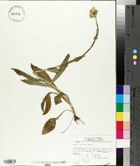 Senecio integerrimus image