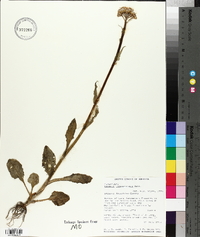 Senecio integerrimus image