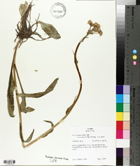 Senecio integerrimus image