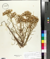 Senecio spartioides var. multicapitatus image