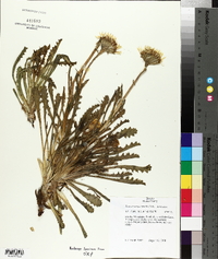 Senecio megacephalus image