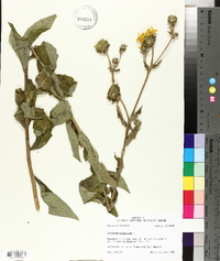 Silphium asteriscus image