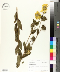 Silphium asteriscus image