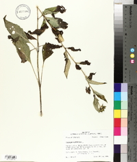 Silphium asteriscus image