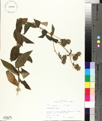 Silphium asteriscus image