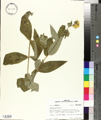 Silphium asteriscus image