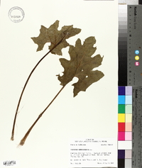 Silphium compositum image