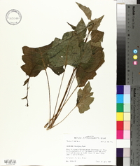 Silphium compositum image