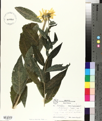 Silphium asteriscus image