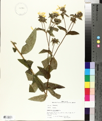 Silphium asteriscus image