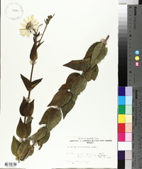 Silphium integrifolium image