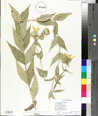 Silphium integrifolium var. integrifolium image