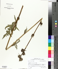 Silphium laciniatum image