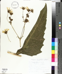 Silphium perfoliatum image