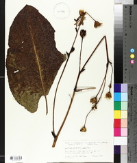 Silphium terebinthinaceum image