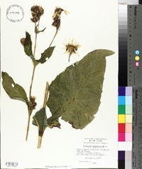 Silphium perfoliatum image