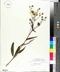 Silphium asteriscus image