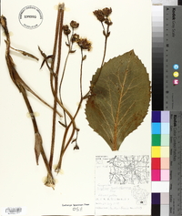 Silphium terebinthinaceum image