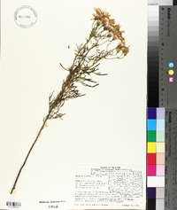 Senecio riddellii image