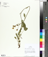 Senecio pseudaureus image