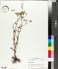 Senecio vulgaris image