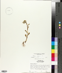 Senecio vulgaris image