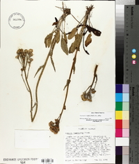 Packera tomentosa image