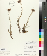 Senecio yukonensis image