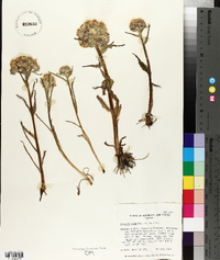 Senecio congestus image