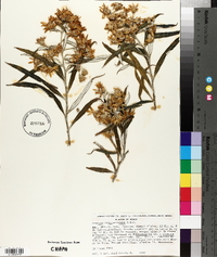 Senecio cinerarioides image