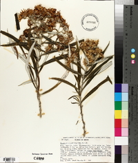 Senecio cinerarioides image