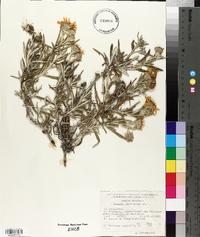 Senecio mairetianus image