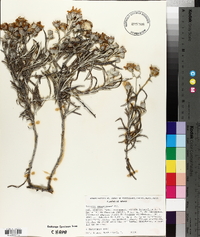 Senecio mairetianus image