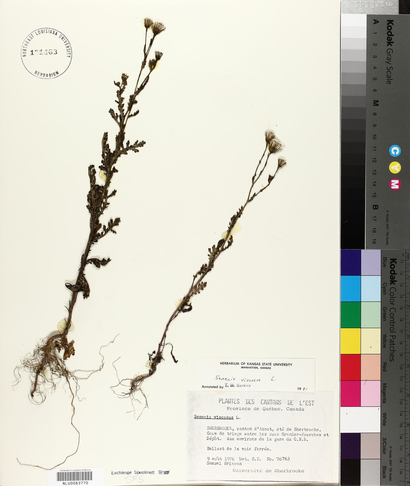 Senecio viscosus image