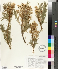 Barkleyanthus salicifolius image