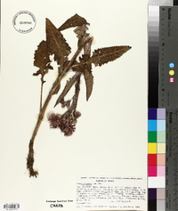 Senecio roseus image