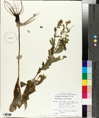 Solidago buckleyi image