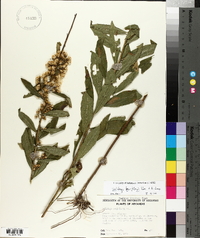 Solidago buckleyi image