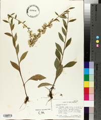 Solidago bicolor image