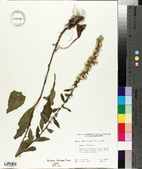 Solidago bicolor image