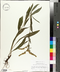 Solidago boottii image